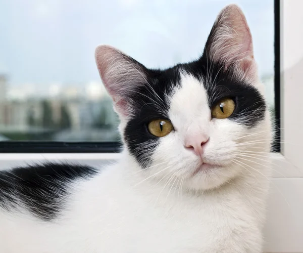 Schwarze und weiße Katze — Stockfoto