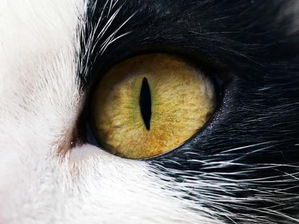 Gato de ojos — Foto de Stock