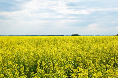 Rapeseed field clipart