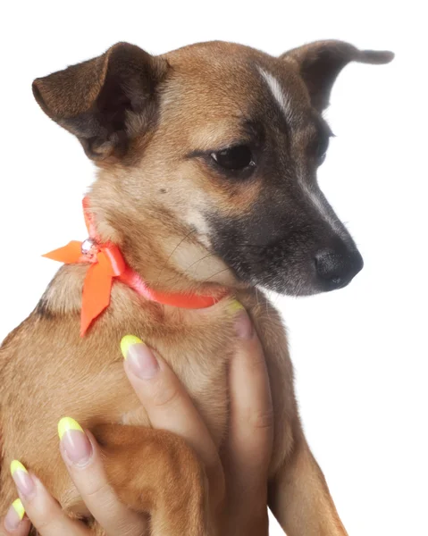 หมาตัวเล็ก — ภาพถ่ายสต็อก