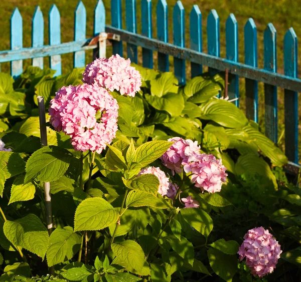 stock image Flower