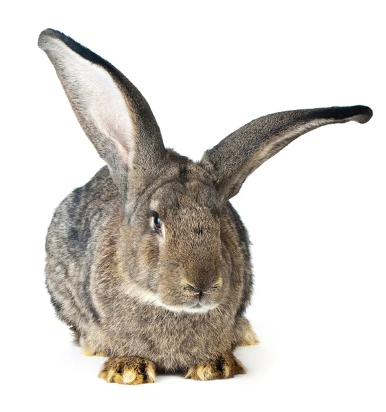Güzel büyük tavşan — Stok fotoğraf