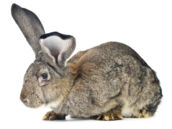 Большой кролик — стоковое фото