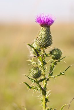 Cirsium