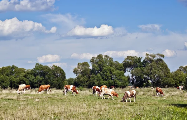 Cows in field — Stock Photo, Image