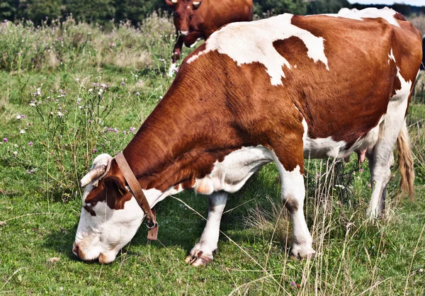 Krávy v oboru — Stock fotografie