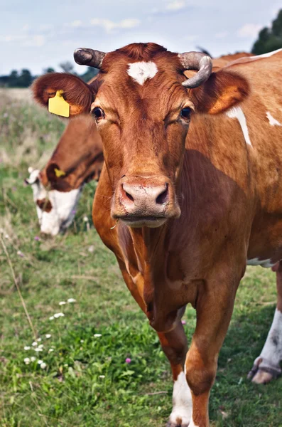 Krávy v oboru — Stock fotografie
