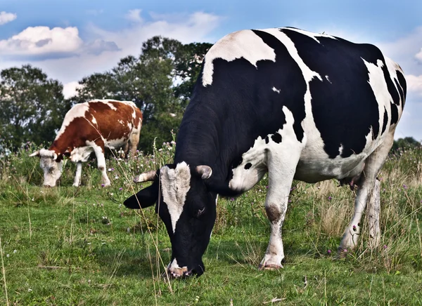 Cows in field — Stock Photo, Image