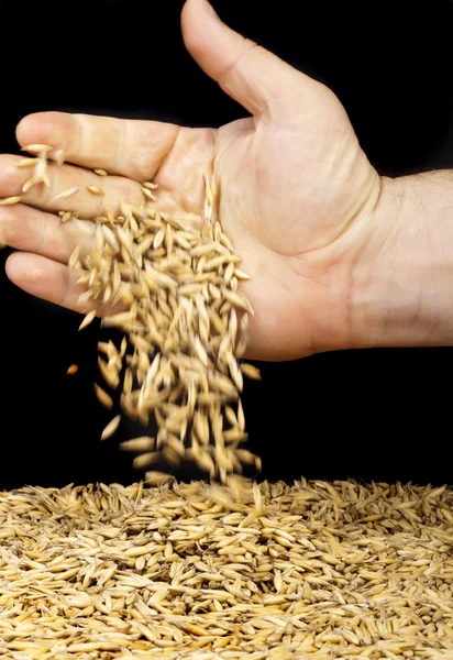 Handful oats — Stock Photo, Image