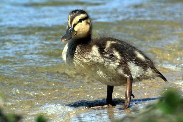 ユンゲ ente — ストック写真