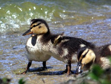 entenkinder