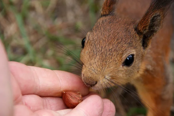 stock image Squirrel