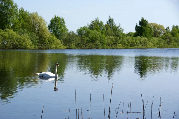 stock image Swan on lake