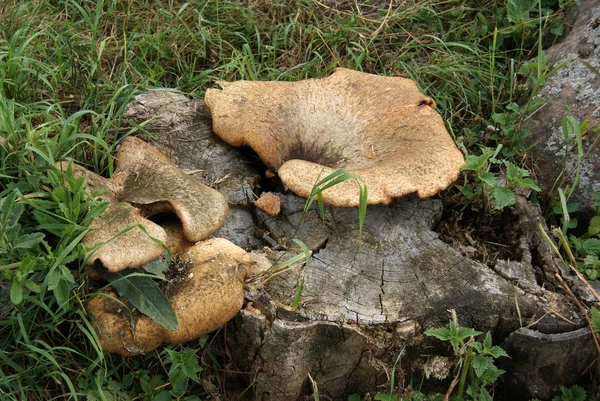 stock image Mushrooms