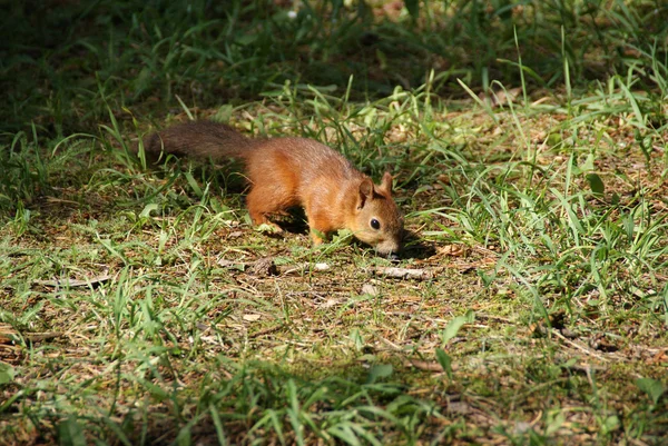 stock image Squirrel