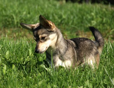 köpek yavrusu