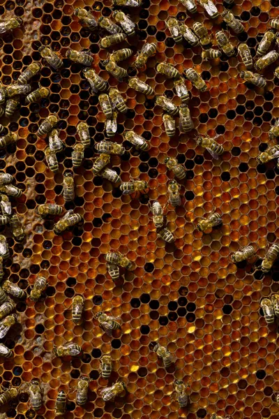 Hřeben s včelami — Stock fotografie
