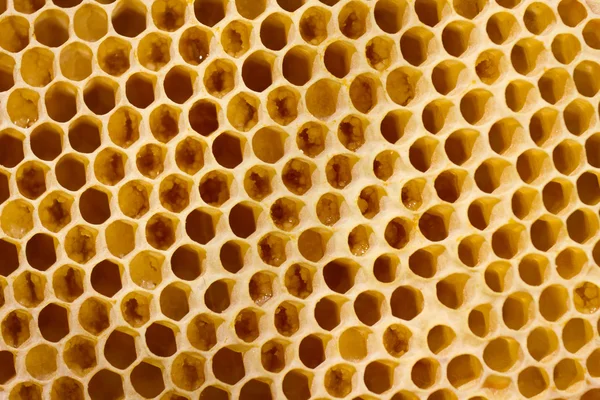 Favo de mel com abelhas — Fotografia de Stock