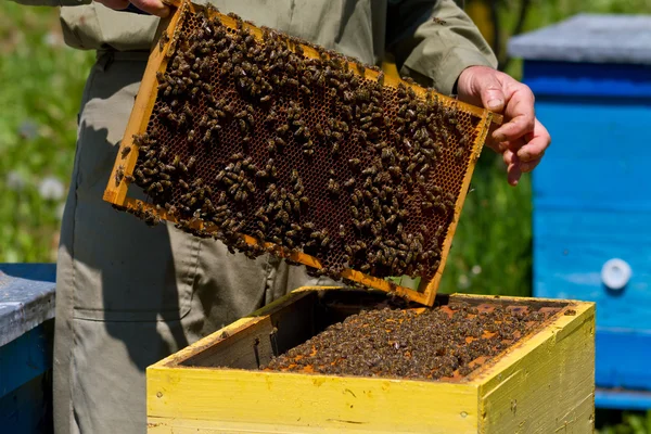 Panal con abejas —  Fotos de Stock