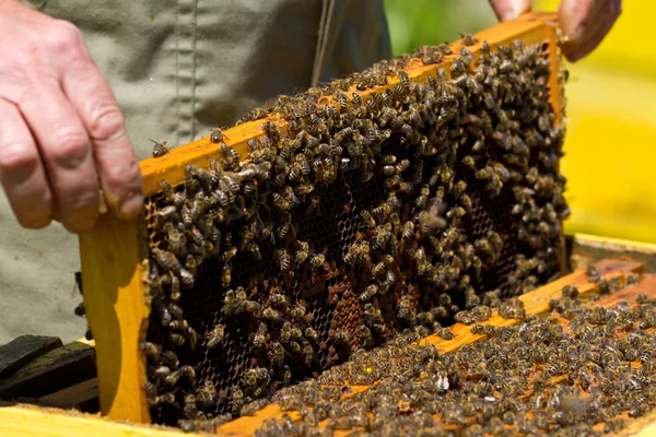 Peigne en nid d'abeilles — Photo