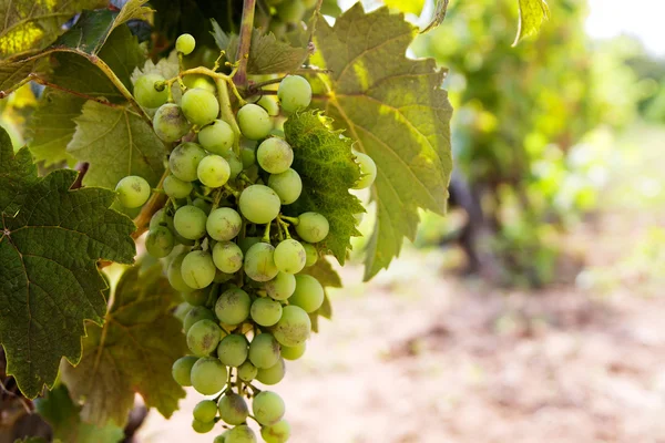 Fila de uvas — Fotografia de Stock