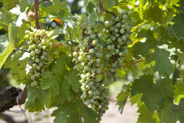 Wiersz winogron — Zdjęcie stockowe