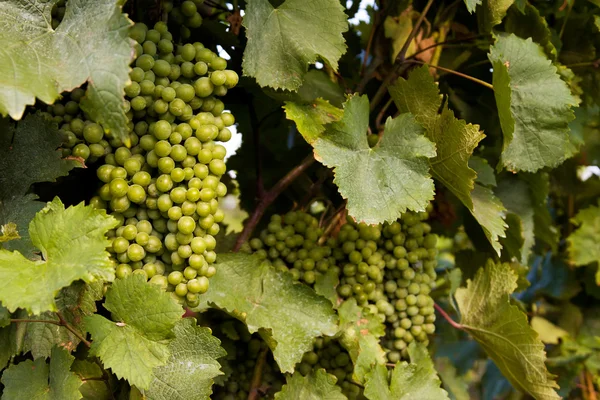 Fila de uvas — Fotografia de Stock