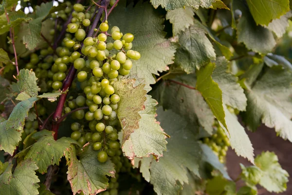 Fila de uvas — Foto de Stock