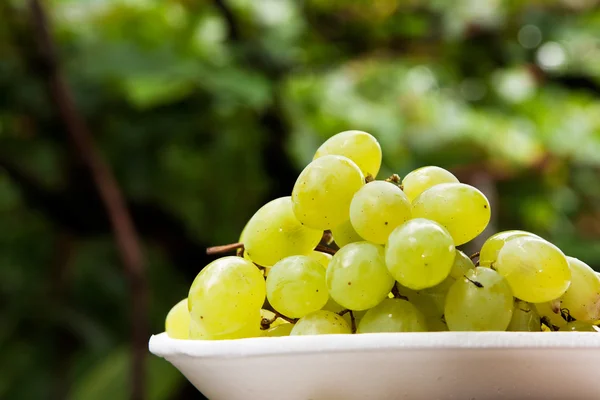 Виноград і Вино виноградне — стокове фото