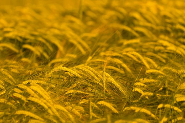 Buğday alan hasat için hazır — Stok fotoğraf