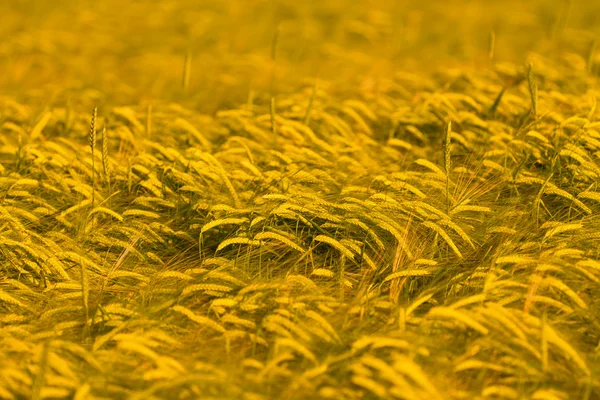 Champ de blé prêt pour la récolte — Photo