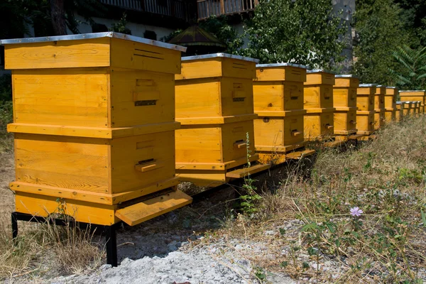 Gelbe Bienenstöcke in der Schlange — Stockfoto