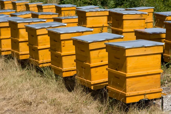 Žlutá úly v řadě — Stock fotografie