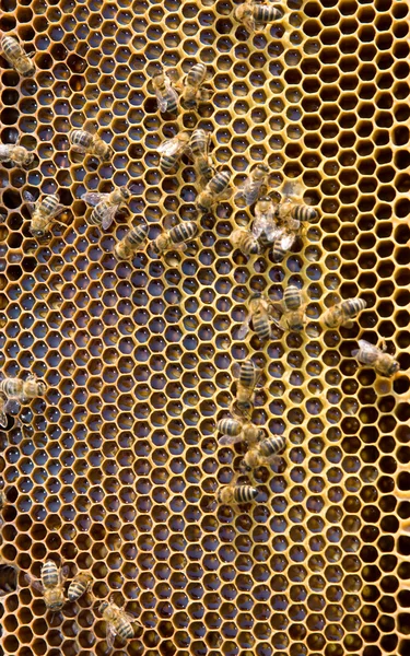 Соты с пчелами и медом — стоковое фото