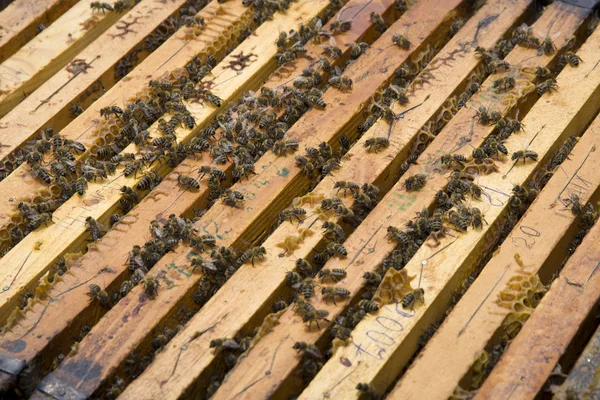 Honungskaka med bin — Stockfoto