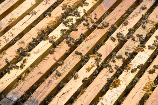 Honingraat met bijen — Stockfoto