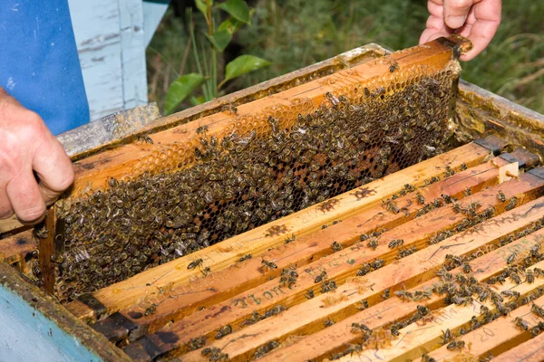 Apiculteur avec nid d'abeille — Photo