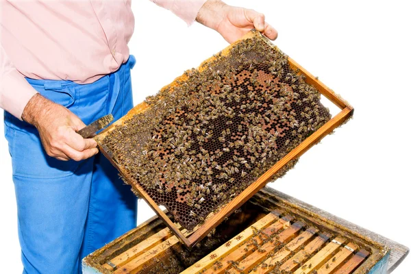 Pszczelarz z plastra miodu — Zdjęcie stockowe