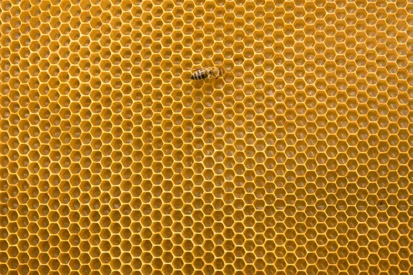 Peine de abeja con abeja — Foto de Stock