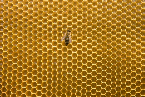 Wabe mit Biene — Stockfoto
