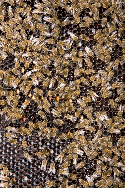 Wabe mit Bienen und Honig — Stockfoto