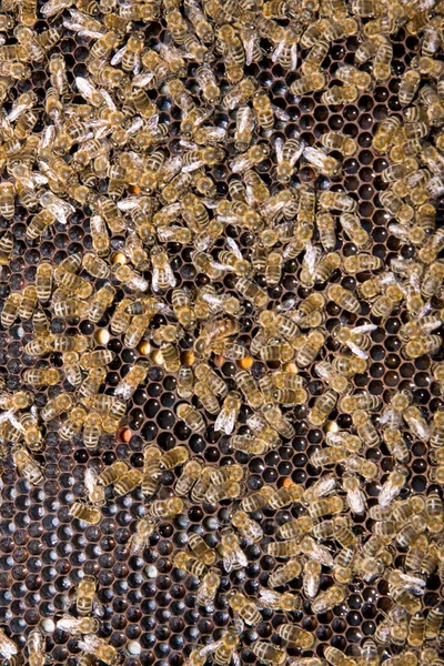 ハニカム蜂蜜と蜂 — ストック写真