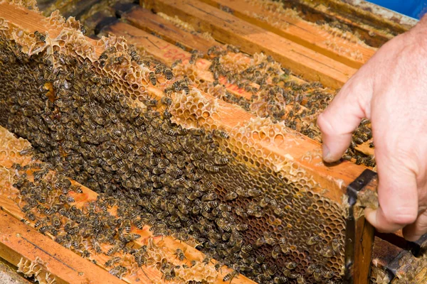 Peigne en nid d'abeilles et miel — Photo