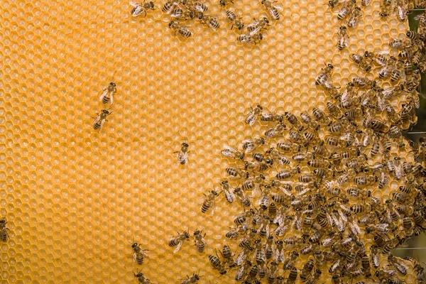 Voštiny se včely a med — Stock fotografie