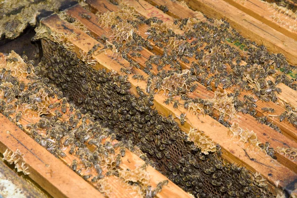 Honungskaka med bin och honung — Stockfoto