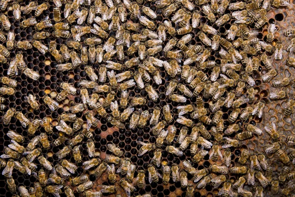 Panal con abejas y miel —  Fotos de Stock