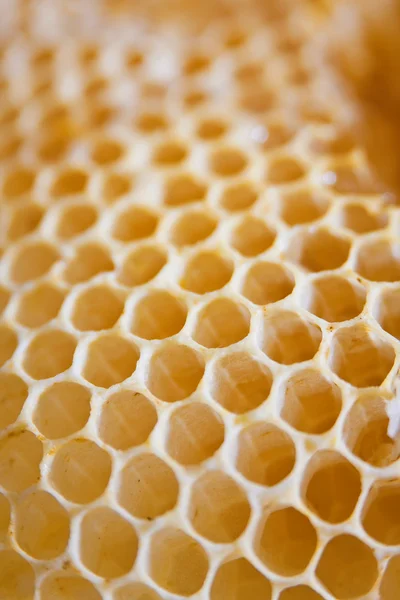 Células de favos de mel — Fotografia de Stock