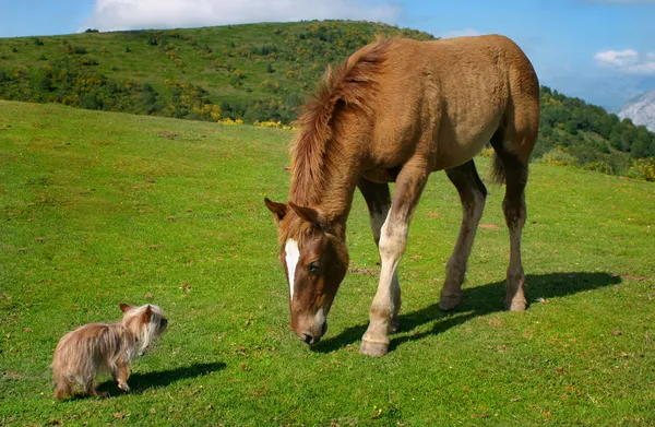 stock image Yorkie vs horse