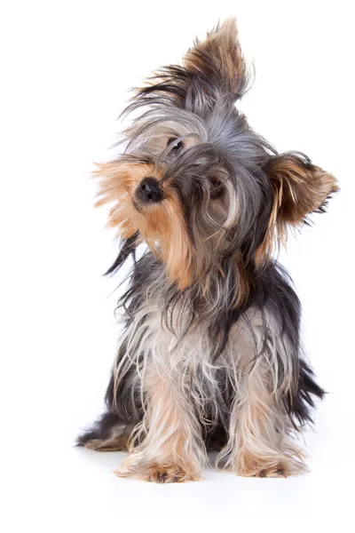 Yorkshire terrier — Stock Fotó