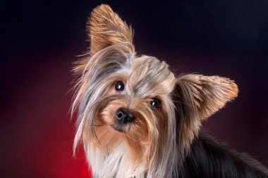 Portrait of a yorkie clipart